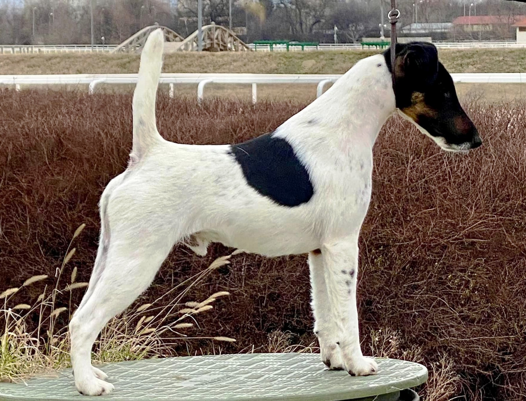 Magic in Budapest 02-2024